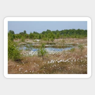 Neustädter Moor, floating grass, Lower Saxony, Germany Sticker